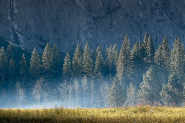 Nebbia di rocce e alberi