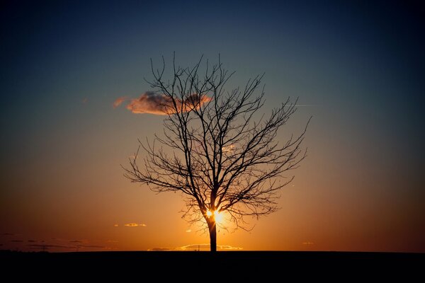 Albero sullo sfondo del tramonto