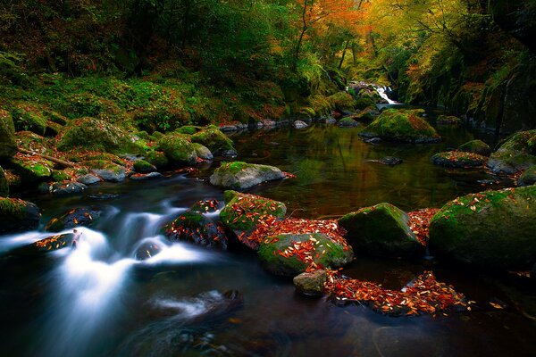 Herbstwald ein steiniger Fluss