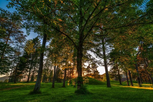 Forêt norvégienne au lever du soleil