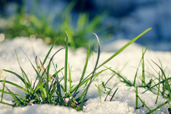 Frühlingsgrünes Gras im Schnee