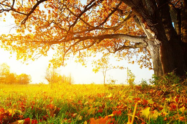 Ramas de un gran árbol, hierba y hojas en los rayos dorados del sol