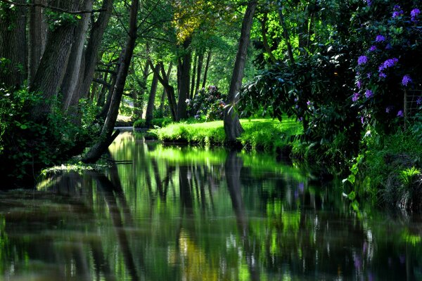 Waldreflexion im Wasser hdr