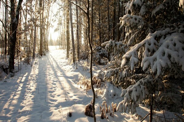 Raggi di sole nella foresta innevata