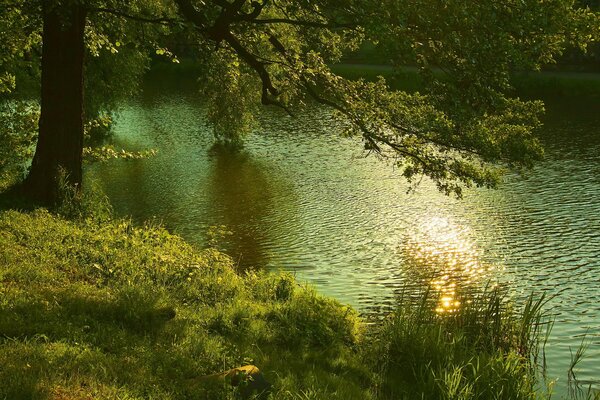 Sonniges Wetter und ein Baum am Fluss