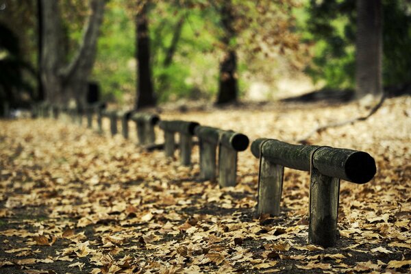 Die Allee im Herbstwald ist eingezäunt