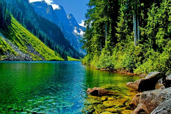 Los colores brillantes del verano con el río de montaña