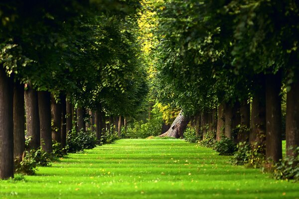 Summer alley surrounded by trees