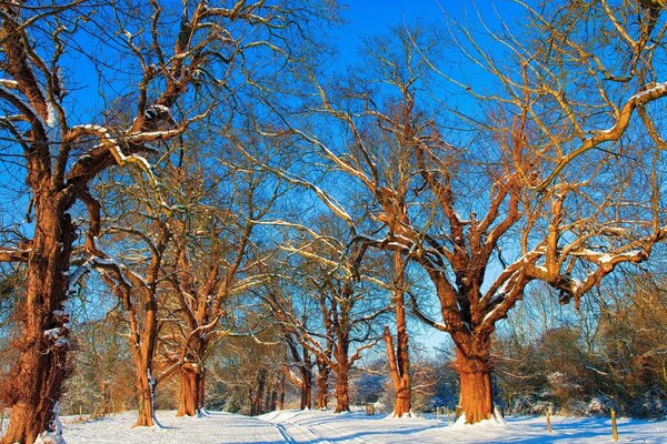 Winter snow-covered forest trees