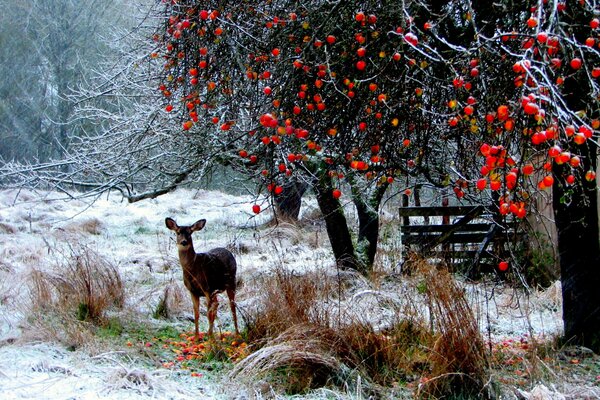 Das Reh kam, um die Kranäpfel im Schnee zu essen