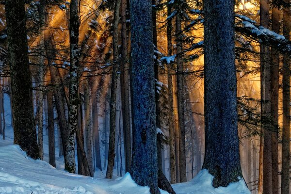 Troncos de árboles en invierno en los rayos de luz