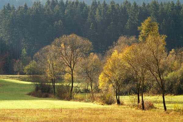 Colores de otoño campos y bosques