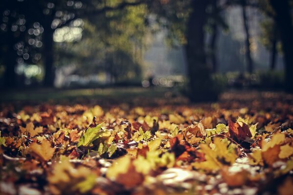 Otoño hermoso parque con hojas de árboles