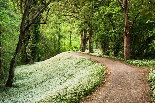 Wanderweg im Frühlingswald durch Bäume und Löwenzahn