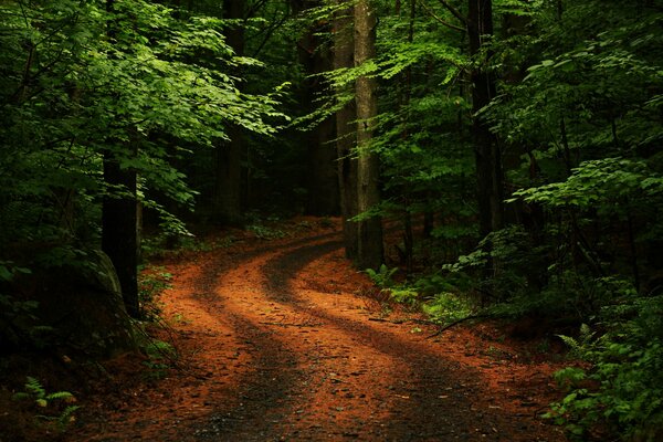 Svolta della strada nella foresta estiva