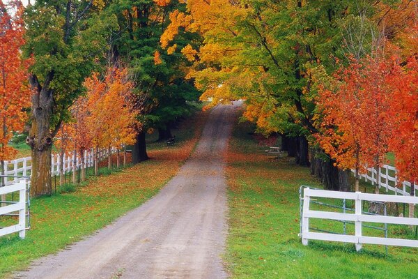 Route dans la forêt d automne. Paysage d automne en banlieue