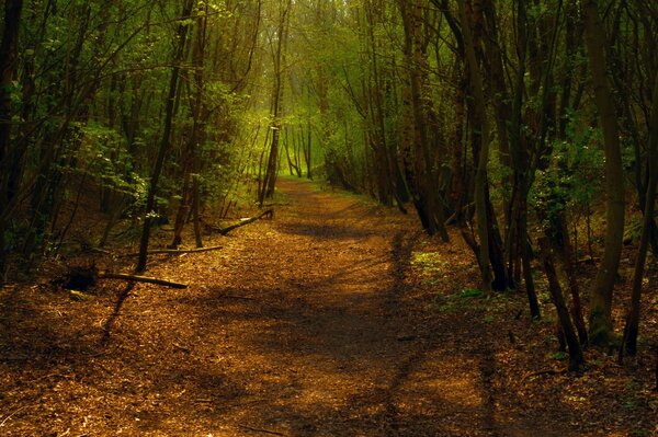 Sendero en el bosque, bosque solitario