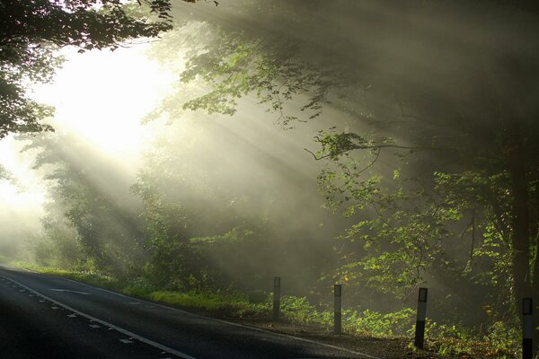 The rays of the sun make their way through the trees