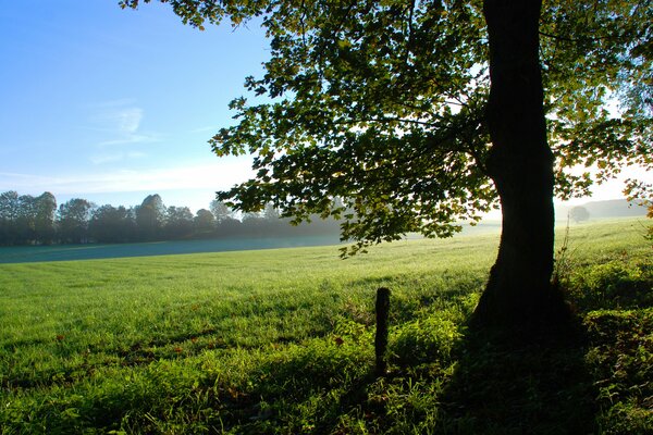 Photo of a tree in a sunny clearing