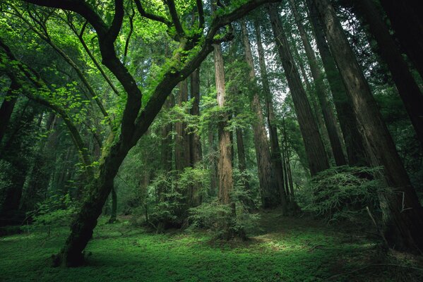 Die Waldnatur in all ihrer Magie