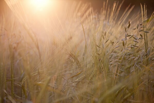 A field of ears of corn at sunset in England