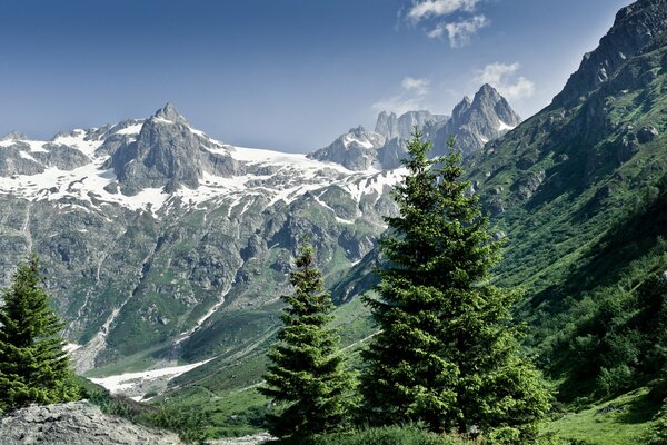 Fichten vor dem Hintergrund der schönen Natur der Sommeralpen