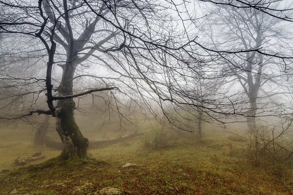 Les steppes exaltantes, les sacrements des branches brumeuses