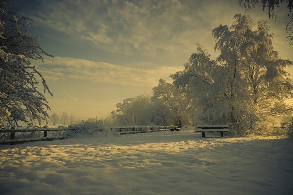 Natura in inverno nel parco nella neve