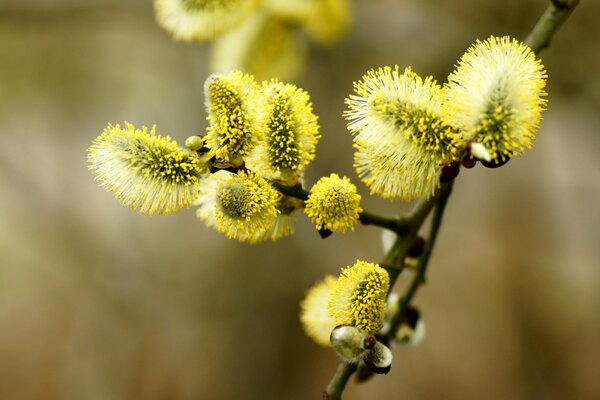 A budding twig of a young willow