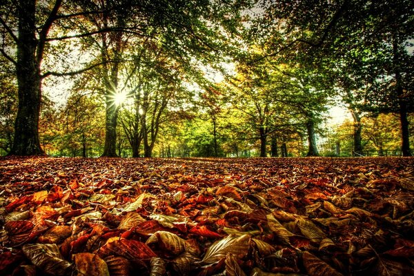 Herbstlaub auf dem Boden. Frühlingswald