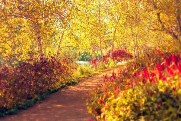 Parc d automne dans les tons rouges dorés