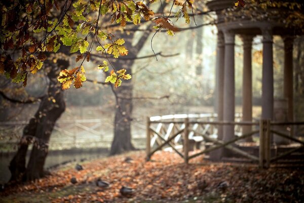 Yellow leaves on a park background