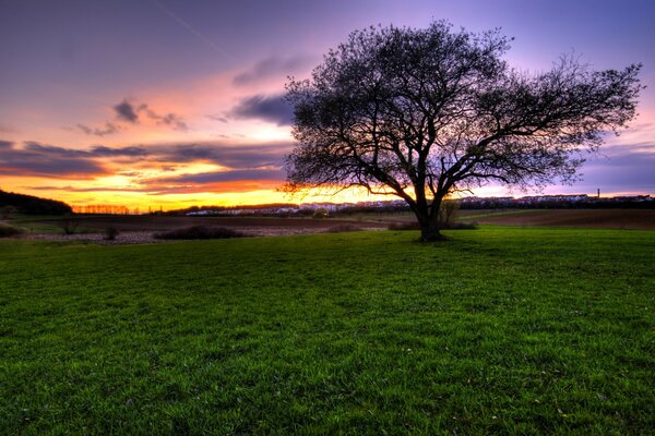 Ein einsamer Baum steht bei Sonnenuntergang