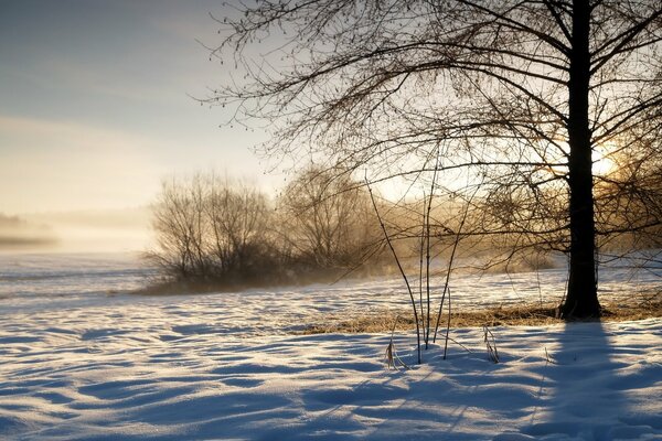 In der Morgenwintersonne gibt es eine verschneite Ebene zwischen schlafenden Winterbüschen und Bäumen