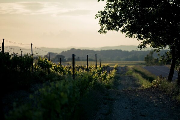 Tôt le matin à la campagne