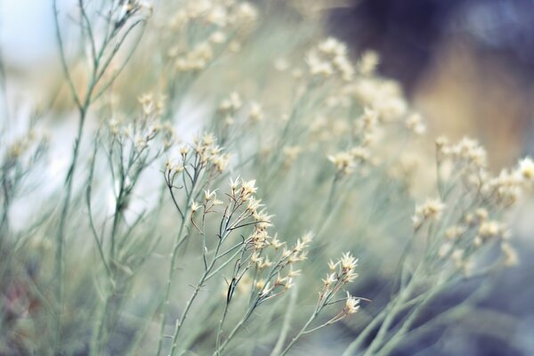 Herbe avec inflorescences blanches sur fond flou