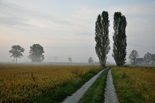 The road between the poplars in the fog