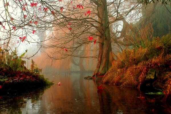 Autumn forest by the lake and falling leaves