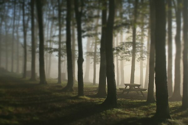 Ruheplatz im nebligen Wald