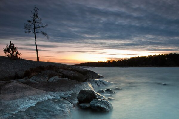 Belle photo. Arbre solitaire sur le rivage. Cumulus dans le ciel