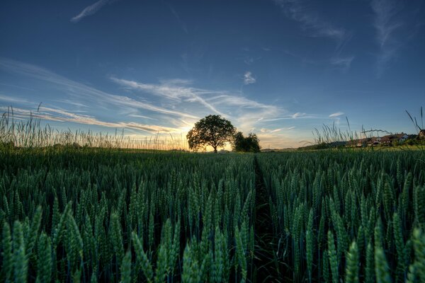 Beautiful sunset on a wheat field