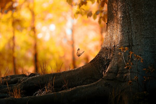 Ein Schmetterling fliegt im Herbstwald an einen Baum