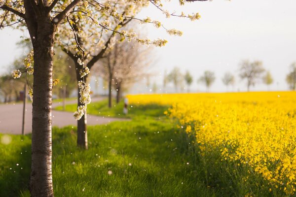 Schöne Frühling Natur Blumenfeld