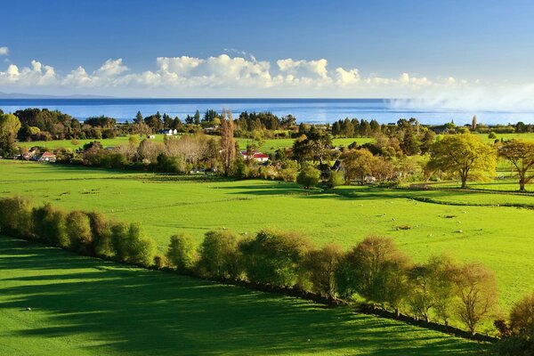 Beautiful summer landscape with green grass and trees