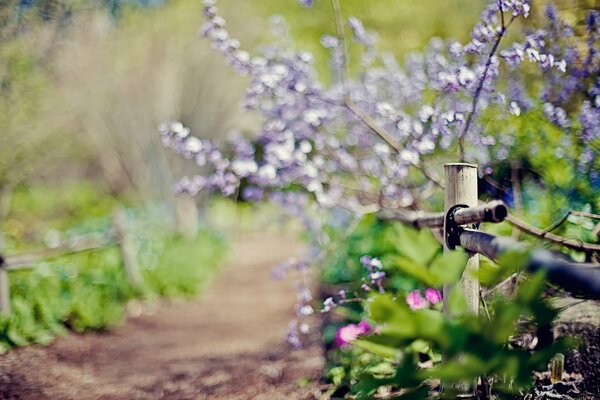 Lilac flowers growing behind the fence in spring