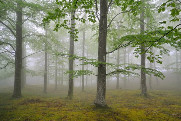 Misty forest with openwork leaves