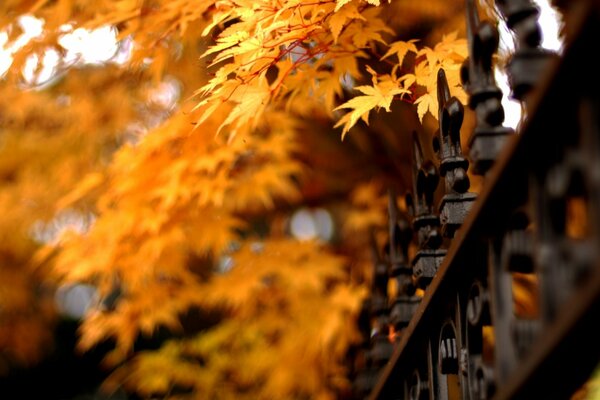 Los colores del otoño pintan la naturaleza