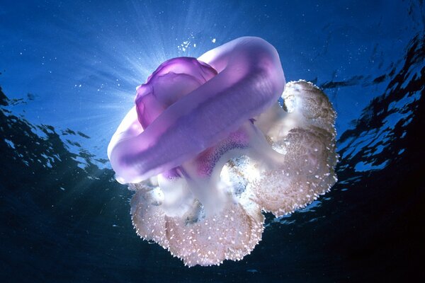 Oceano acqua mondo sottomarino Medusa