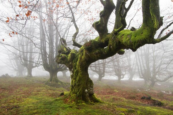 Moss British forests trees