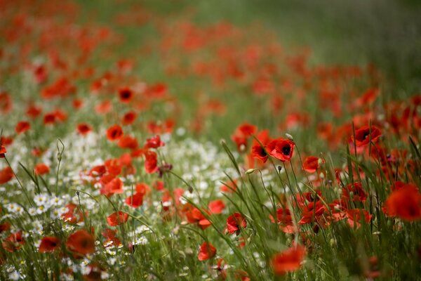 Red poppies in the field in focus